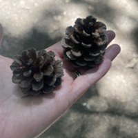 Notary Public in King George, Virginia 22485, Brandy Thomas