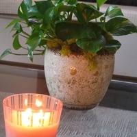 Notary Public in Houston , Texas 77057, Suzanne Koch