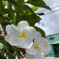 Notary Public in Honolulu, Hawaii 96816, Maly  Suos