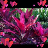 Notary Public in Orlando, Florida 32839, Lolitha Urquhart