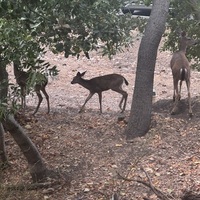 Notary Public in Northridge, California 91325, Maureen Shaw