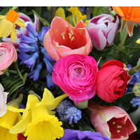 Notary Public in Fraser, Michigan 48026, Mary  Kingsley