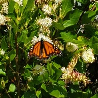 Notary Public in Bullhead City, Arizona 86429, Jenny Pavlovich