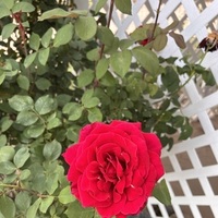 Notary Public in Phoenix , Arizona 85050, Marianne Lombardo