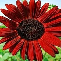 Notary Public in Pompano Beach, Florida 33060, Wendy Jordan