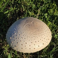 Notary Public in Marietta, Pennsylvania 17547, Rebeca Shinsky